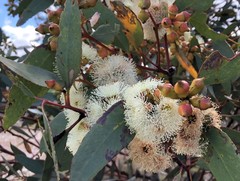 Eucalyptus incrassata