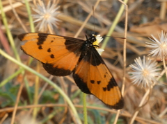 Acraea anemosa