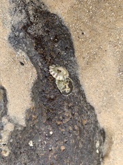 Siphonaria zelandica