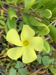 Pentalinon luteum