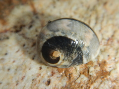 Nerita erythrostoma