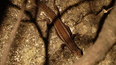 Liolaemus fuscus
