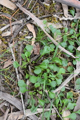Viola cleistogamoides