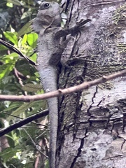 Lophosaurus spinipes