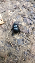 Anoplotrupes stercorosus