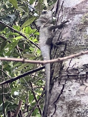 Lophosaurus spinipes