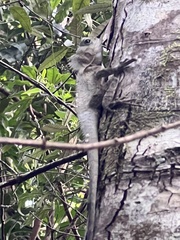 Lophosaurus spinipes