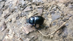 Anoplotrupes stercorosus