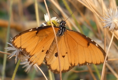 Danaus chrysippus dorippus