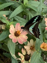 Graphium sarpedon nipponum