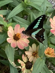 Graphium sarpedon nipponum