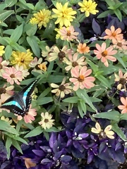 Graphium sarpedon nipponum