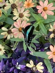 Graphium sarpedon nipponum