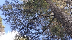 Abies forrestii georgei