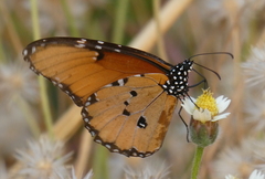 Danaus chrysippus dorippus