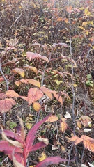Rosa rubus