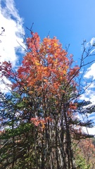 Sorbus rehderiana