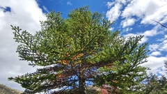 Abies forrestii georgei
