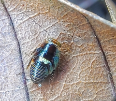 Pseudophyllodromia laticeps