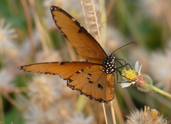 Danaus chrysippus dorippus
