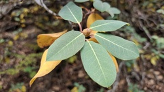 Rhododendron yunnanense