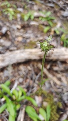 Nardostachys jatamansi