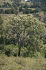 Flindersia australis