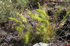 Caustis blakei macrantha