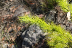 Caustis blakei macrantha
