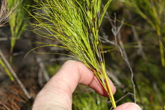 Caustis blakei macrantha