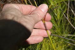 Caustis blakei macrantha