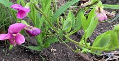 Sphenostylis angustifolia