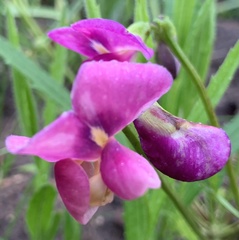 Sphenostylis angustifolia