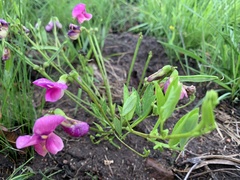 Sphenostylis angustifolia