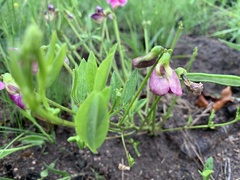Sphenostylis angustifolia