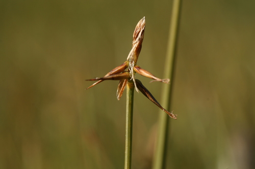 Carex microglochin Wahlenb.
