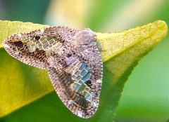 Ricanoptera fenestrata