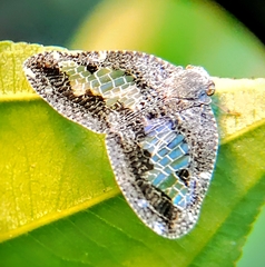 Ricanoptera fenestrata