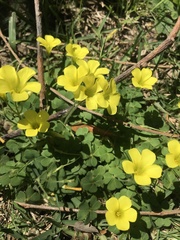 Oxalis compressa