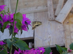 Papilio machaon melitensis