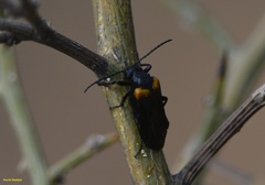 Sitaris muralis