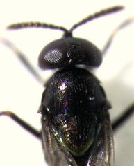 Coccidoctonus dubius