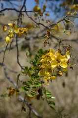 Cassia tomentella