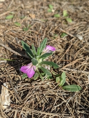 Ajuga iva iva