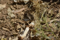 Hipparchia ellena