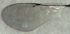 Coccidoctonus dubius
