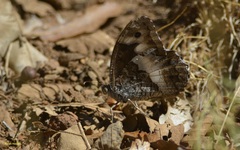 Hipparchia ellena