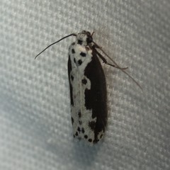 Ethmia semilugens