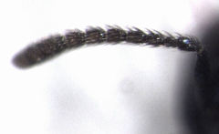 Coccidoctonus dubius