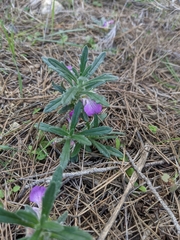 Ajuga iva iva